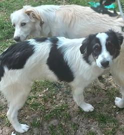 Cuccioli junior di pastore maremmano