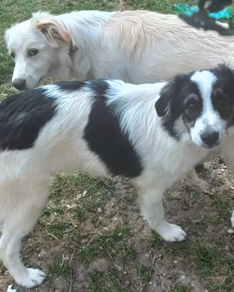 Cuccioli junior di pastore maremmano