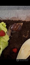 Achatina fulica