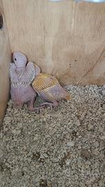 Disponibili pulli di parrocchetti dal collare