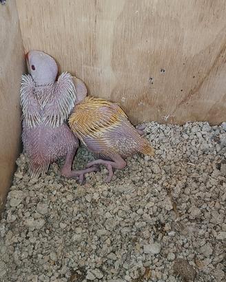 Disponibili pulli di parrocchetti dal collare