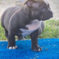 American bully rimborso spese