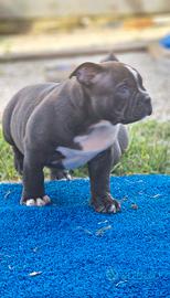 American bully rimborso spese