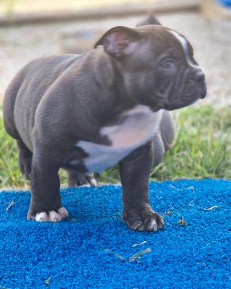 American bully rimborso spese