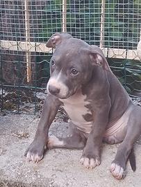 Pitbull di 4 mesi