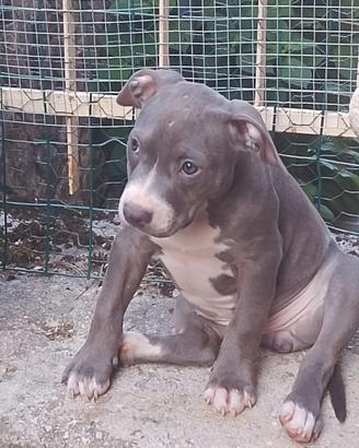 Pitbull di 4 mesi