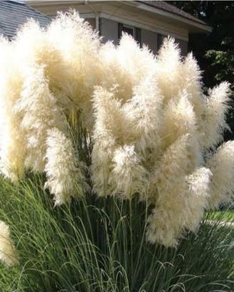 pampas
