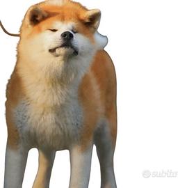 Cuccioli AKITA INU FULVO