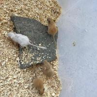 Gerbilli della Mongolia