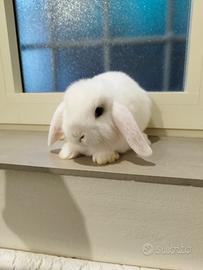 Coniglio nano ariete bianco