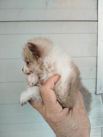 Cuccioli di Spitz nani