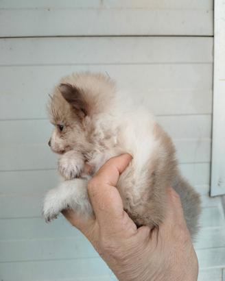 Cuccioli di Spitz nani