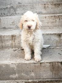 Lagotto Romagnolo