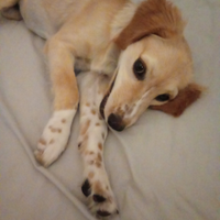 Breton incrocio coker