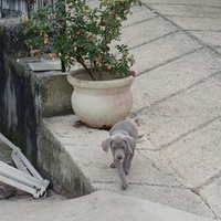Cuccioli di Weimaraner