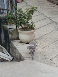 Cuccioli di Weimaraner