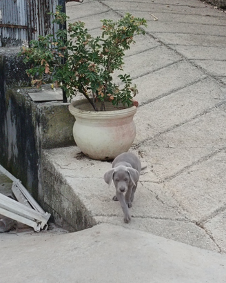 Cuccioli di Weimaraner