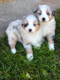 Cuccioli pastore australiano Blue Merle