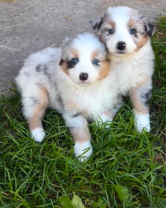 Cuccioli pastore australiano Blue Merle