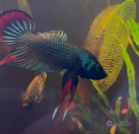Coppia Betta imbellis