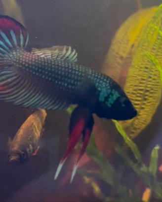 Coppia Betta imbellis