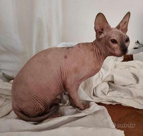 Gatta don sphynx gomma intera