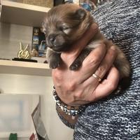 Pomerania Spitz tedesco nano