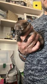 Pomerania Spitz tedesco nano