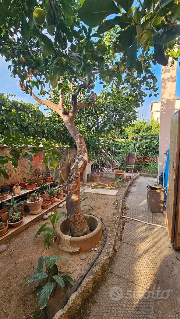 Appartamento – Montepaone - Vista 3