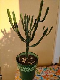 pianta cactus candelabro 