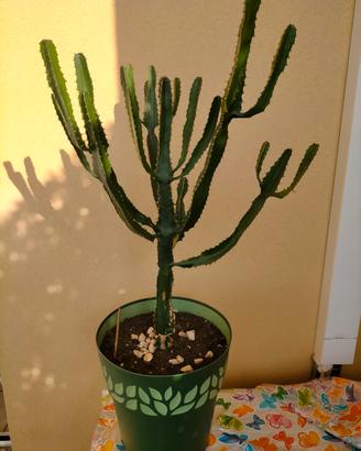 pianta cactus candelabro 