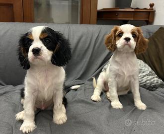 Cuccioli Cavalier King Charles Spaniel. Milano