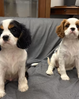 Cuccioli Cavalier King Charles Spaniel. Milano