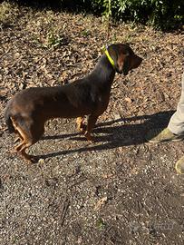 Dachsbracke femmina pronta caccia al cinghiale