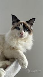 Gattine cedute insieme Ragdoll & Rosso