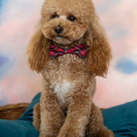 Barboncino Toy per accoppiamento