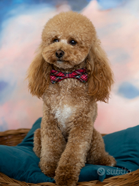 Barboncino Toy per accoppiamento