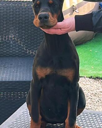 Dobermann femmina