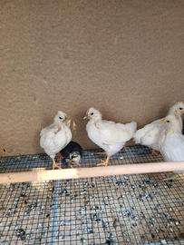 Galline e galli