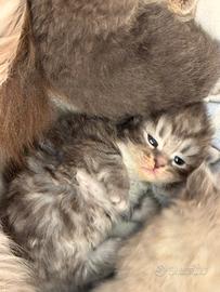 cuccioli di siberiano