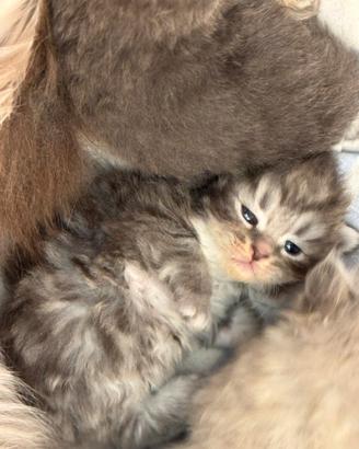 cuccioli di siberiano
