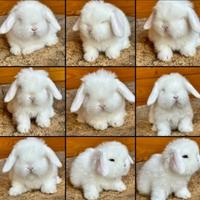 Coniglio ariete minilop