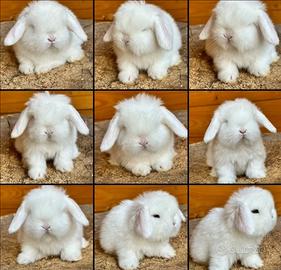 Coniglio ariete minilop