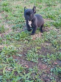 Bulldog francese esotico