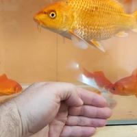 acquario 80 litri extrachiaro 