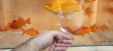 acquario 80 litri extrachiaro 