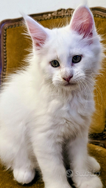 Maschio di Maine Coon