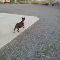 Capra capretta nana o tibetana