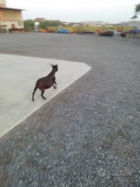 Capra capretta nana o tibetana