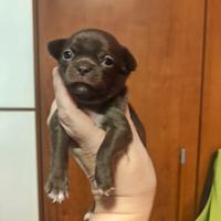 Maschietto Chihuahua Pedigree ENCI